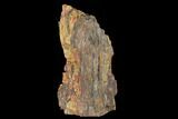 Tall, Colorful, Rough Petrified Wood Log - Arizona #143976-1